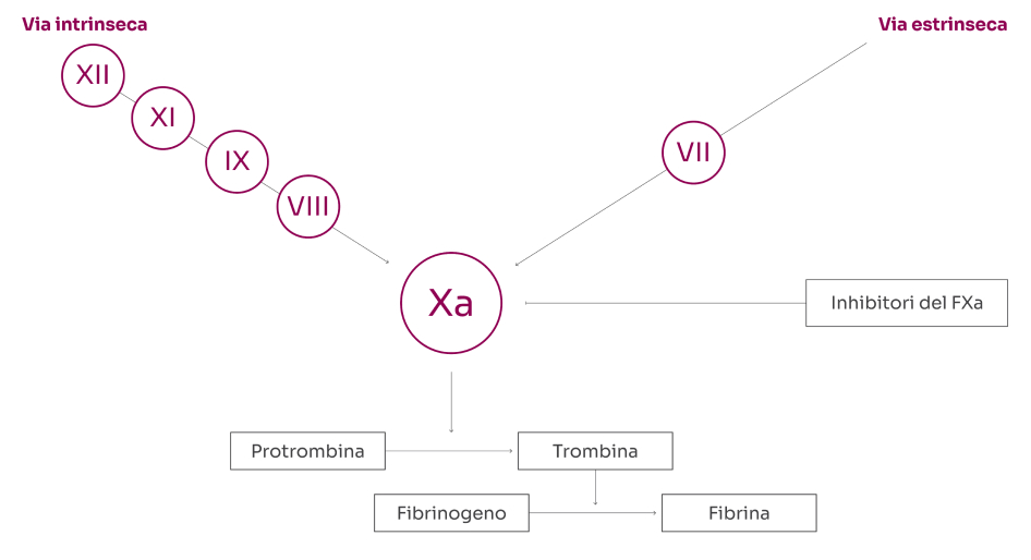 Grafico su come i nuovi anticoagulanti orali agiscono su vari punti della catena di coagulazione