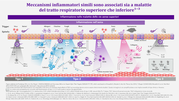 Grafico su meccanismi infiammatori associati al tratto respiratorio