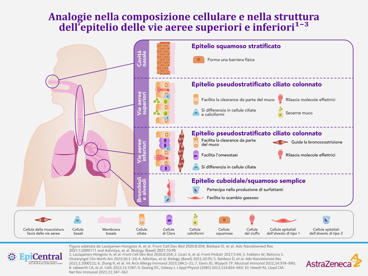 analogie-composizione-cellulare